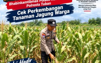Dukung Program Astacita Presiden, Bhabinkamtibmas Polsek Kenduruan Polresta Tuban Cek Perkembangan Tanaman Jagung Warga .