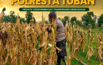 Polsek Tuban Pantau Tanaman Jagung Menjelang Panen, Dukung Ketahanan Pangan Nasional