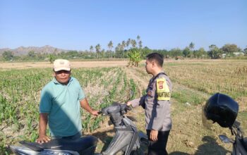 Dukung Ketahanan Pangan Nasional, Bhabinkamtibmas Desa Lekong Sambangi Petani Jagung dan Sosialisasikan Pekarangan Pangan Bergizi