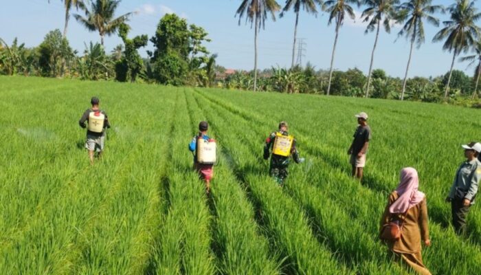 Sinergi Babinsa dan Petani Jaga Kesuburan Lahan