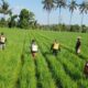 Sinergi Babinsa dan Petani Jaga Kesuburan Lahan
