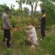 Polsek Grabagan Polresta Tuban Turun Langsung Cek Tanaman Jagung Warga