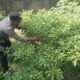 Bhabinkamtibmas Masbagik Selatan Cek Lahan Pangan Bergizi, Dukung Program Swasembada Pangan