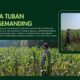 Polri Dukung Astacita, Polsek Semanding Polresta Tuban Turun Cek Tanaman jagung milik Warga di Desa Ngino
