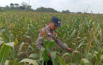 Polri Dukung Astacita, Polsek Semanding Polresta Tuban Turun Cek Tanaman jagung milik Warga di Desa Ngino