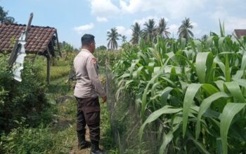 Bhabinkamtibmas Masbagik Utara Baru Sambangi Warga dan Monitoring Ketahanan Pangan